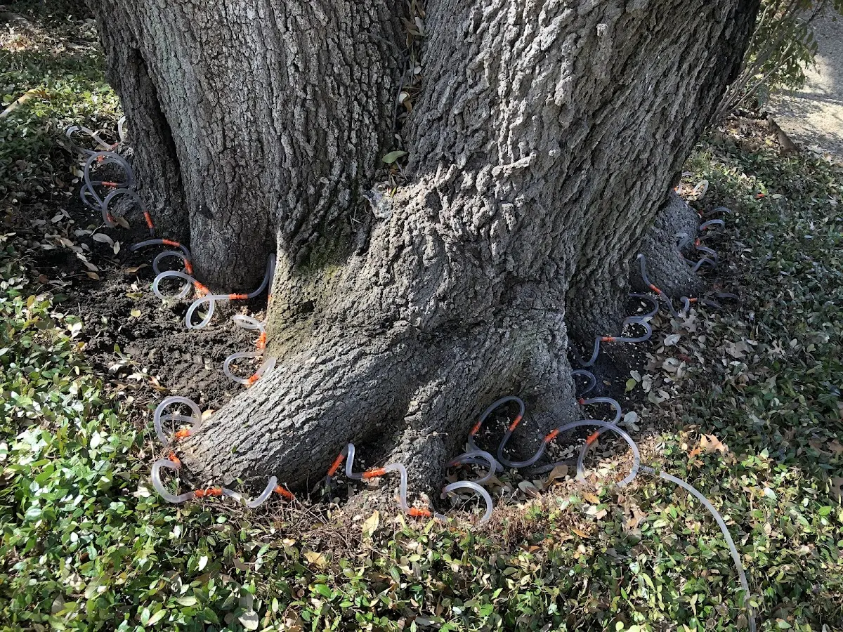 Detailed Tree Cabling and Bracing job site in Chandlers Valley