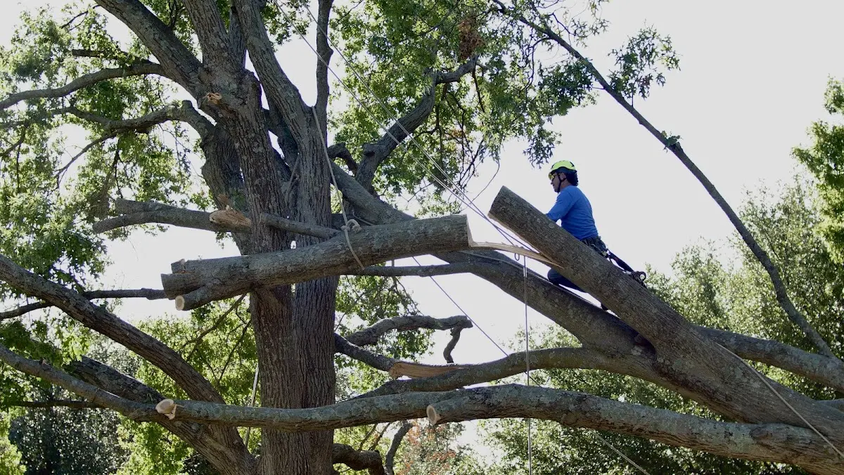 Professional Crown Thinning performed by certified arborists in Chandlers Valley