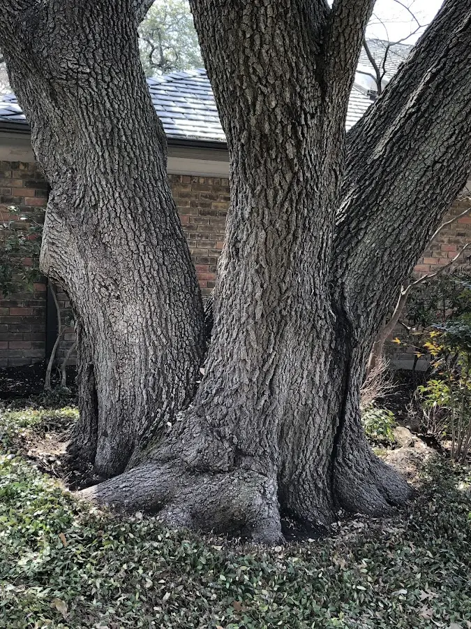 Mature heritage tree close to a Chandlers Valley property cared for by certified arborists
